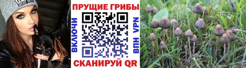 наркота Магадан Псилоцибиновые грибы мухоморы